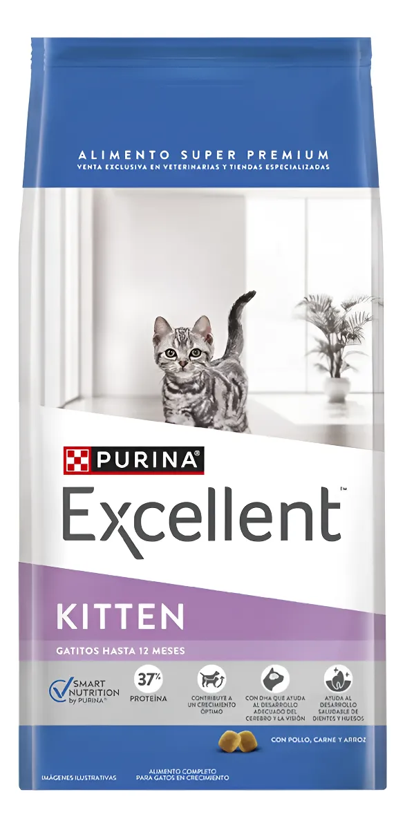 EXCELLENT Kitten